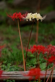 曼殊沙華 曼殊沙華の写真