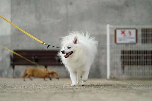 お散歩するスピッツ(日本スピッツ) お散歩するスピッツ(日本スピッツ)の写真