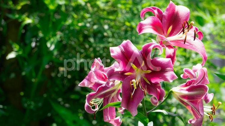 緑の背景をバックにピンクのユリが咲く ユリ,ピンク,花の写真素材