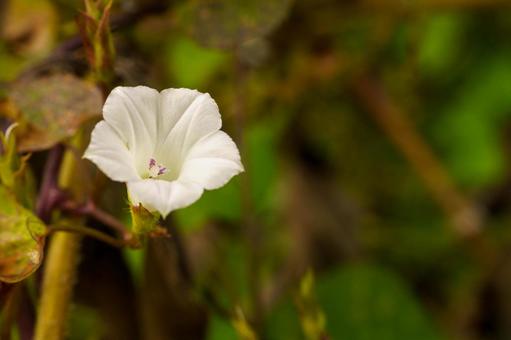 白いムクゲの花 白いムクゲの花 花,植物,夏の写真素材