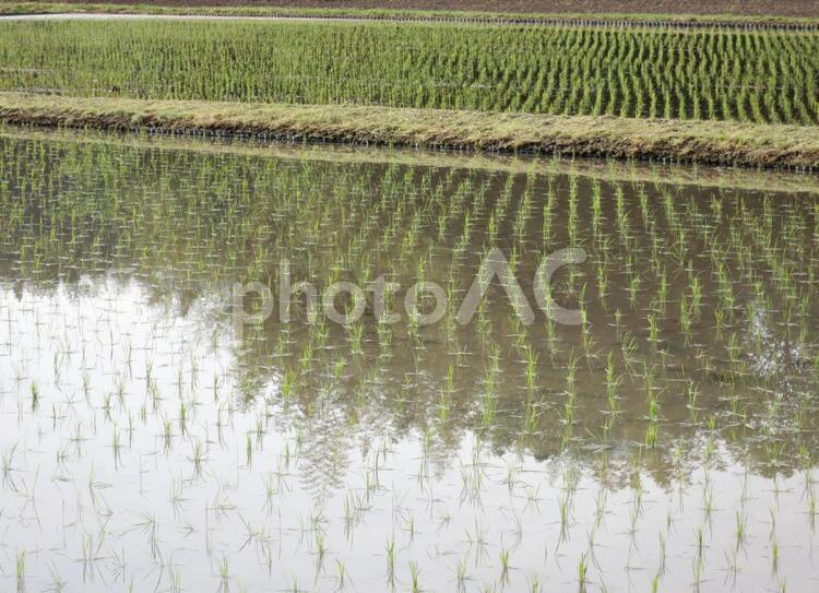 田植えが終わった水田 水田,田んぼ,田植えの写真素材