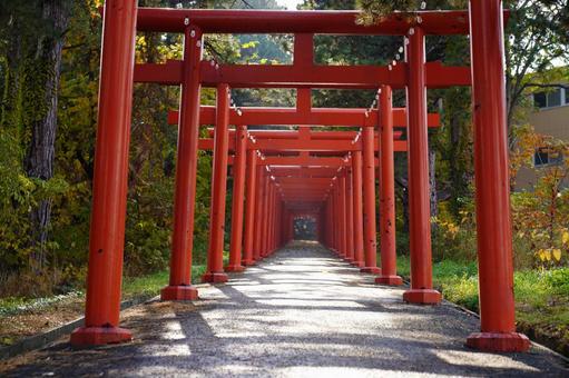 札幌の伏見稲荷神社 伏見稲荷神社,もいわ山,円山公園の写真素材