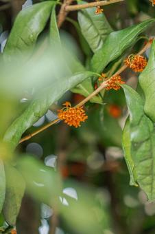 金木犀 金木犀 キンモクセイ,秋,金木犀の写真素材