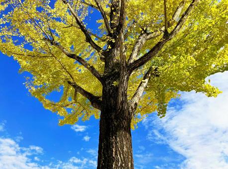 秋の景色　イチョウの木 イチョウ,イチョウの木,木の写真素材