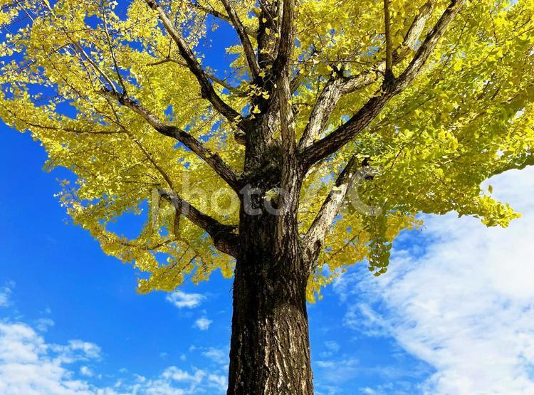 秋の景色　イチョウの木 イチョウ,イチョウの木,木の写真素材