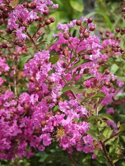鮮やかピンクの百日紅 花,ピンク,サルスベリの写真素材