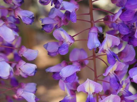 藤の花 藤の花 藤の花,藤,季節の花の写真素材