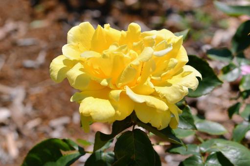 薔薇 ドフトゴールド 薔薇 ドフトゴールド 薔薇,ドフトゴールド,黄色の写真素材