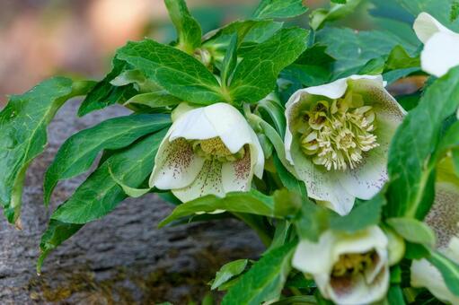 緑の葉に囲まれた白いクリスマスローズ クリスマスローズ,花,植物の写真素材
