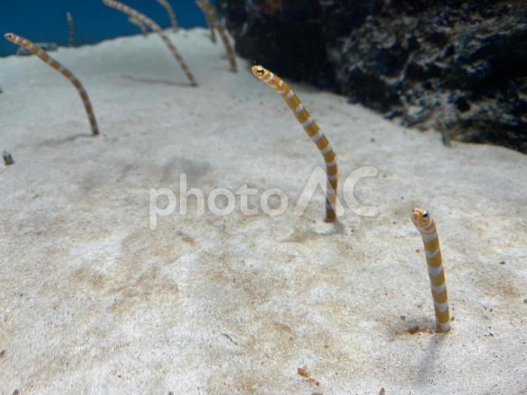 ニシキアナゴの群れ 水族館 チンアナゴ,海,魚の写真素材