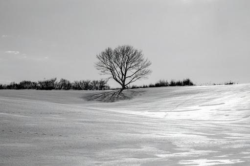 光で模様を描く雪原に立つ孤高の大樹 孤高,大樹,光の写真素材