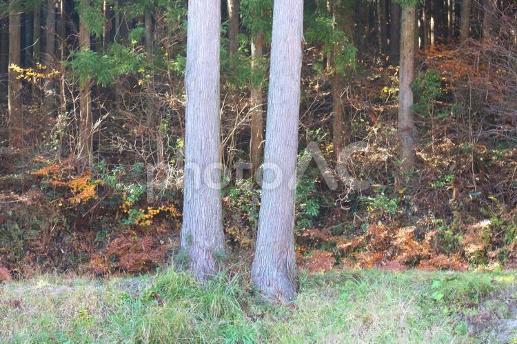 二本の木 二本,木,並ぶの写真素材