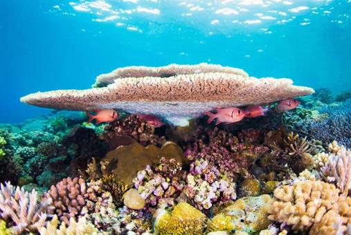 coral and saltwater fish, JPG coral and saltwater fish, JPG
