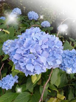 紫陽花6 紫陽花6の写真
