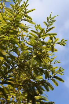 メタセコイア メタセコイア,アケボノスギ,木の写真素材