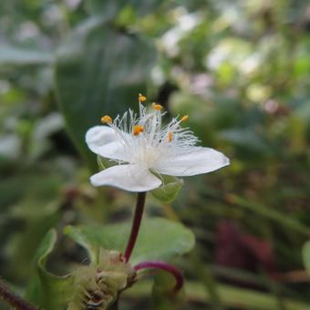 トキワツユクサ(常磐露草) トキワツユクサ(常磐露草)の写真