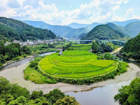 夏のあらぎ島 夏のあらぎ島 あらぎ島,千枚田,田園の写真素材