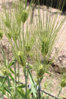 オオムギ オオムギ,大麦,植物の写真素材