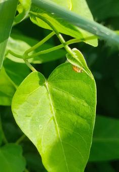 ヒメカメノコテントウ ヒメカメノコテントウ,テントウムシ,てんとう虫の写真素材