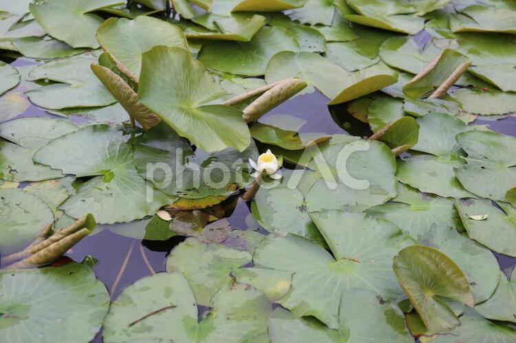 蓮　池　水　花 蓮,花,池の写真素材