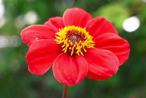 Photo, dahlia, flower, plant, 