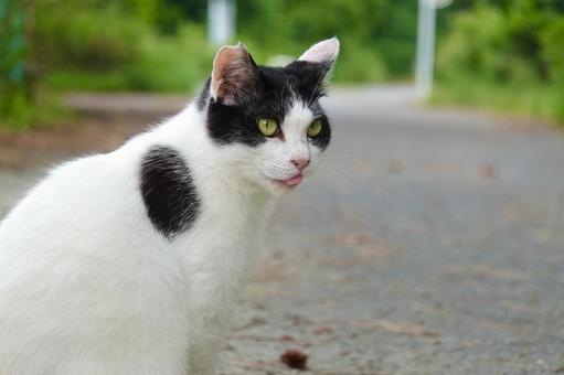 舌を出す白黒猫 舌を出す白黒猫の写真