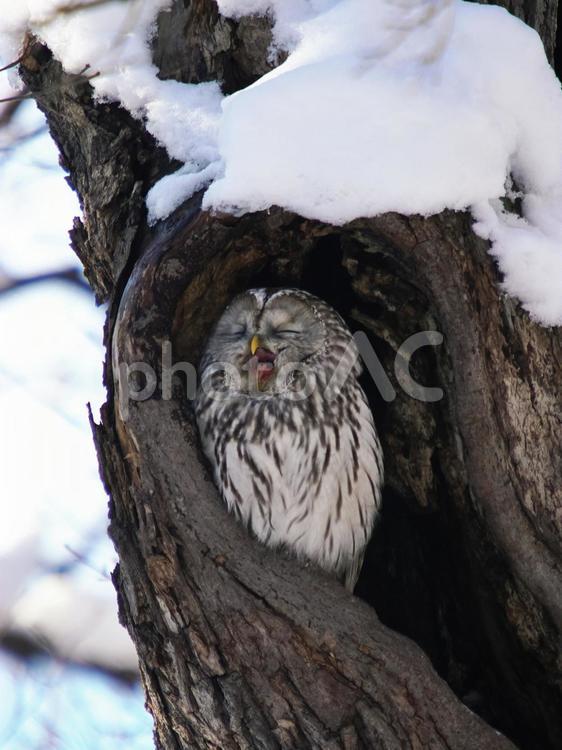 可愛いエゾフクロウ エゾフクロウ,野生生物,鳥の写真素材