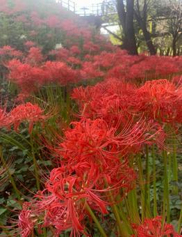 赤の絨毯 赤の絨毯 赤,埼玉県,曼珠沙華の写真素材