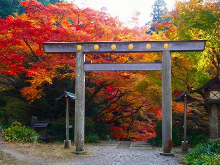 日向大神宮の鳥居と紅葉