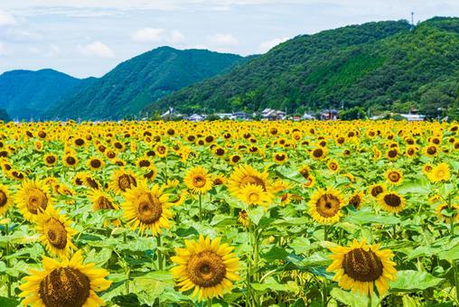 ひまわり ひまわりの写真