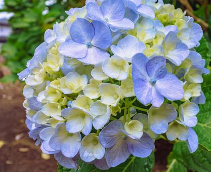 華麗なアジサイの花33の写真