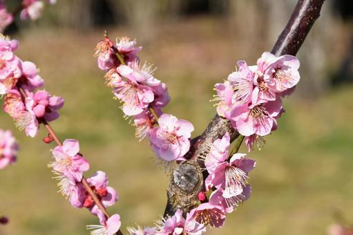 梅の写真