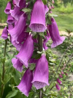 Photo, dikitari, purple, flower, 