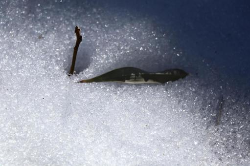 雪 雪の写真