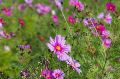 コスモス畑 コスモス,花,秋の写真素材