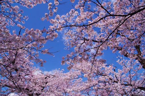 桜と青空 花見,さくら,青空の写真素材