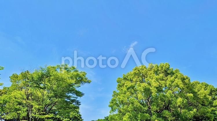 青空と新緑の森 青空,新緑,森の写真素材
