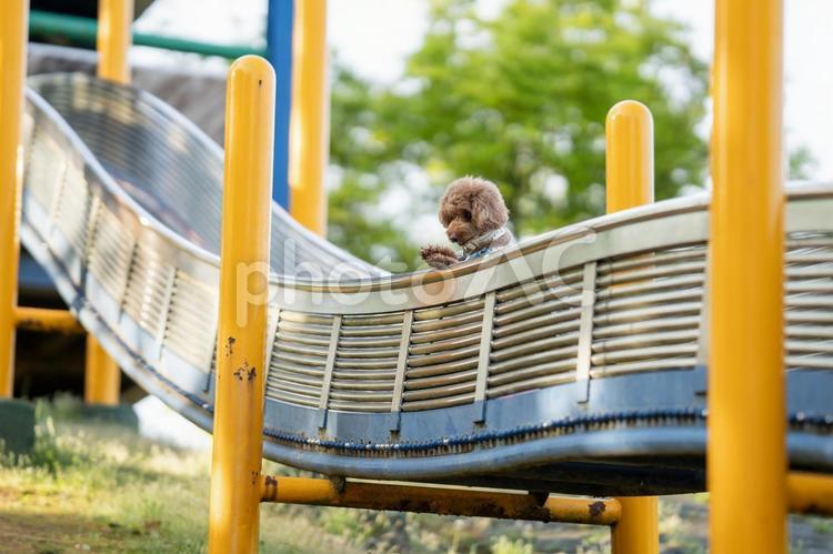 春の公園で散歩するトイプードル トイプードル,トイプー,景色の写真素材