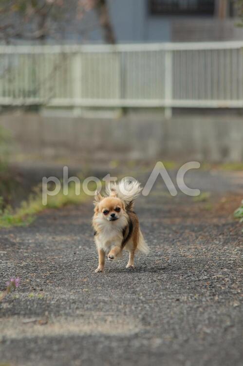 チワワ　散歩　散策６ チワワ,犬,ロングコートの写真素材