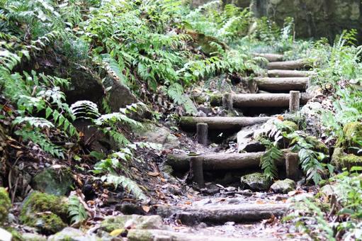 自然の階段 階段,自然,木の写真素材