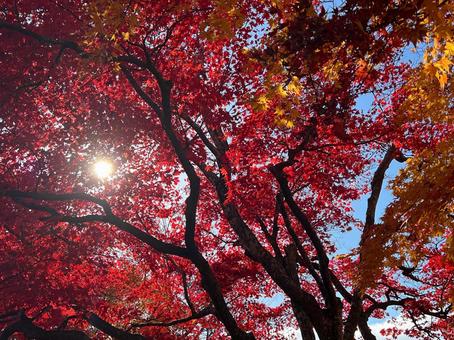 秋の紅葉の画像 もみじ,紅葉,秋の写真素材