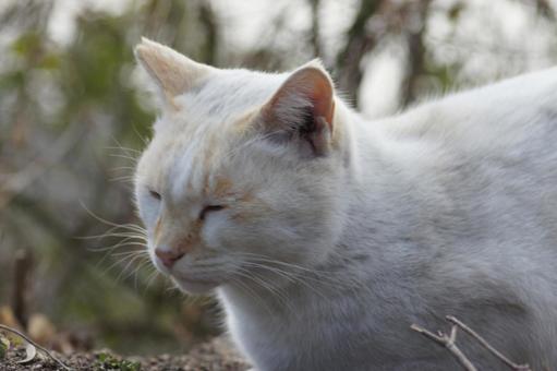 cat, JPG
