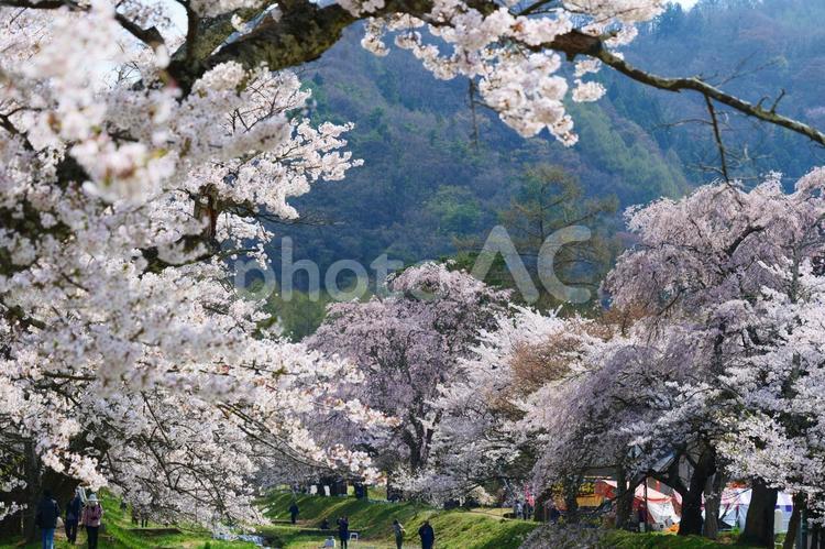 観音寺川の桜並木 さくら,桜,サクラの写真素材