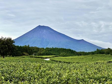 雨上がりの茶畑と富士山 雨上がりの茶畑と富士山の写真