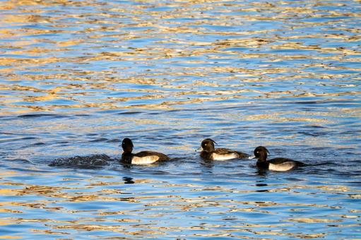 キンクロハジロの群れ⑹ 鳥,野鳥,キンクロハジロの写真素材