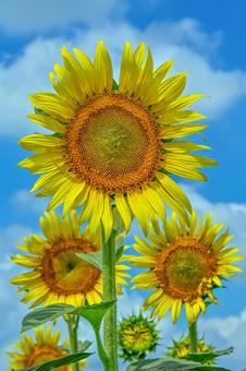 ひまわりの花 ひまわりの花 ひまわり,空,草木の写真素材