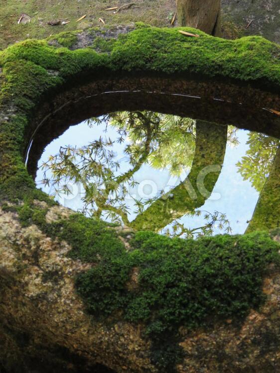 苔と水に映った松の木 苔,水,水たまりの写真素材