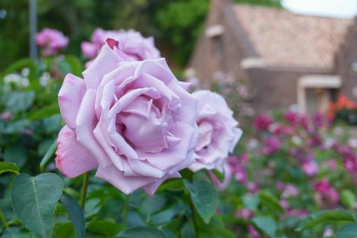 薔薇園 薔薇園の写真