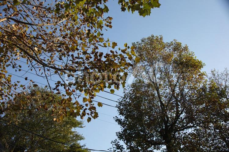 青い空と紅葉した木々 紅葉,木々,木の写真素材