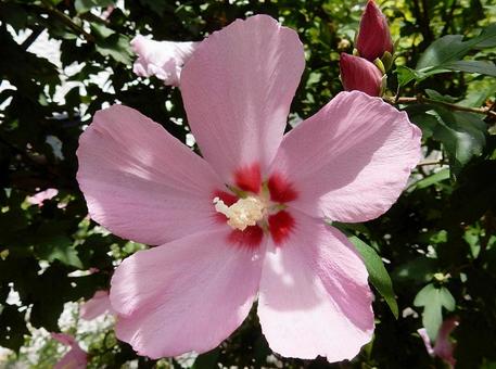 [Flower photo] Rose of Sharon, JPG